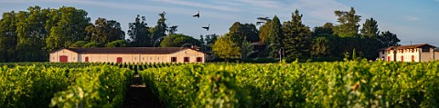 Vineyard and chai of Chteau Brown  Lognan Gironde France Bordeaux  PessacLognan