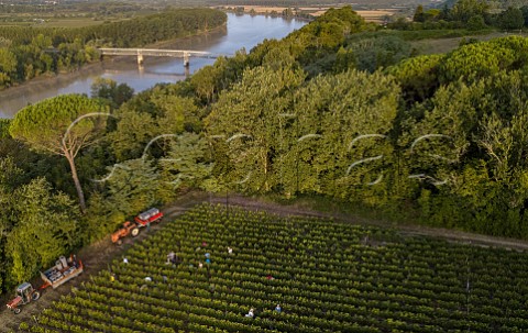 Harvest in vineyard of Chteau Biac above the Garonne River Langoiron Gironde France    Bordeaux