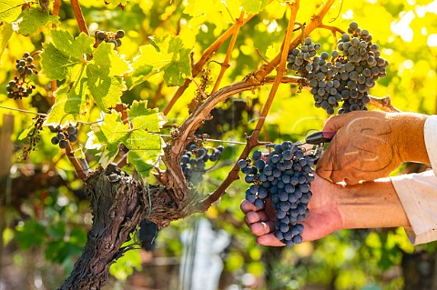 Picking Merlot grapes in vineyard of Chteau Biac Langoiron Gironde France    Bordeaux