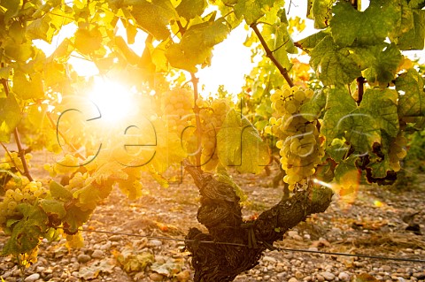Semillon grapes in vineyard of Chteau LafauriePeyraguey Bommes Gironde France Sauternes  Bordeaux