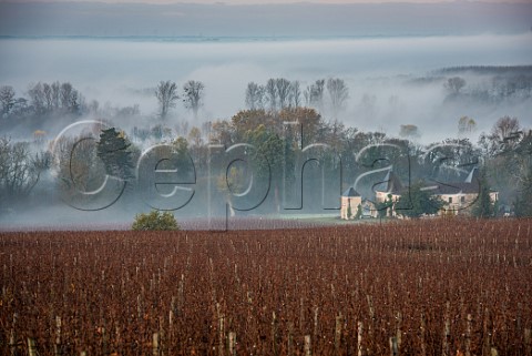 Winter fog over vineyard at Chteau de PailletQuancard Paillet Gironde France  Cadillac  Ctes de Bordeaux