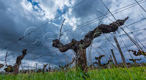Old Merlot vines after pruning Stmilion Gironde France Saintmilion  Bordeaux