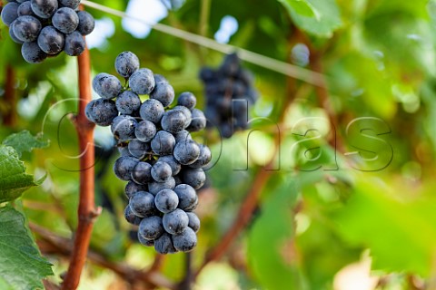 Pinot Noir grapes Austria