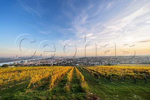 View over Vienna from vineyards on the hill of Nussberg Vienna Austria Wien