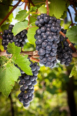 StLaurent grapes   Austria