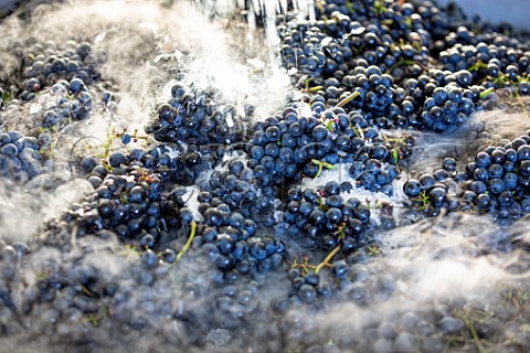 Use of dry ice for cooling grapes during harvest on a hot day Austria