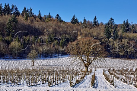Snowcovered vineyards of Denbies Wine Estate Dorking Surrey England
