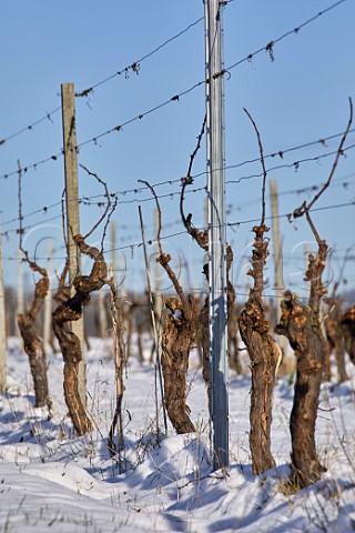 Pruned vines in snowcovered vineyard of Denbies Wine Estate Dorking Surrey England