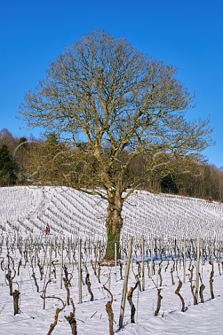 Snowcovered vineyards of Denbies Wine Estate Dorking Surrey England