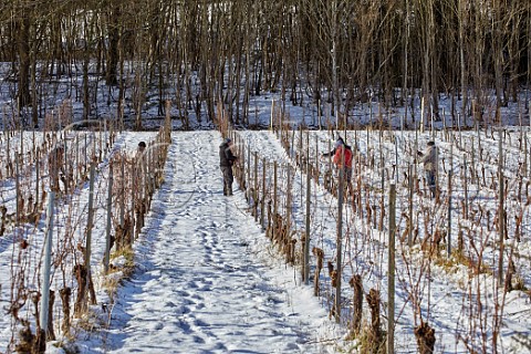 Pruning in snowcovered vineyard of Denbies Wine Estate Dorking Surrey England