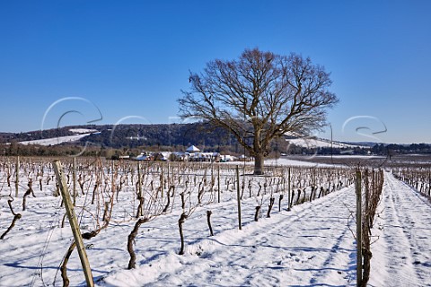 Snowcovered vineyards of Denbies Wine Estate with winery visitor centre and hotel beyond Dorking Surrey England