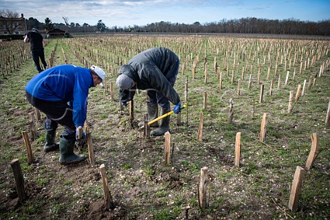 Planting ungrafted vines in new vineyard of Liber Pater  Landiras Gironde France Graves  Bordeaux