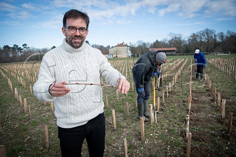 Loc Pasquet planting ungrafted vines in new vineyard of Liber Pater  Landiras Gironde France Graves  Bordeaux