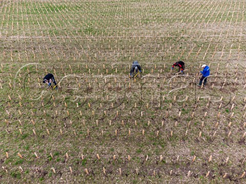 Planting ungrafted vines in new vineyard of Liber Pater  Landiras Gironde France Graves  Bordeaux