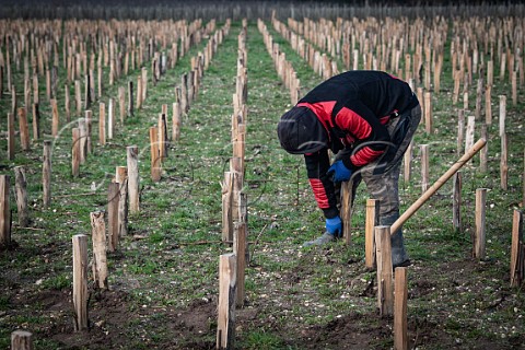 Planting ungrafted vines in new vineyard of Liber Pater  Landiras Gironde France Graves  Bordeaux