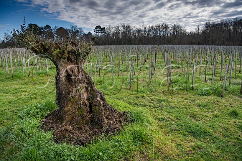 Ancient olive tree in young vineyard of Liber Pater  Landiras Gironde France Graves  Bordeaux