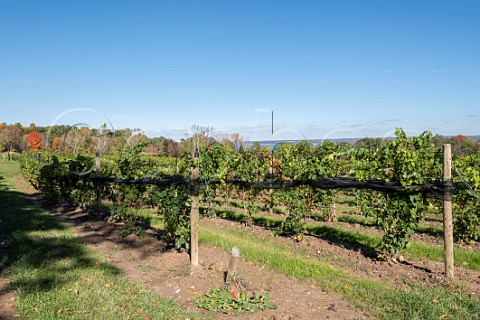 Vineyard of Buttonwood Grove Winery above Cayuga Lake Romulus New York USA Finger Lakes