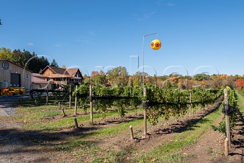 Vineyard at Buttonwood Grove Winery Romulus New York USA Finger Lakes