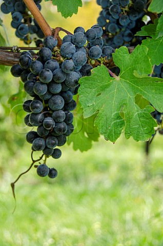 Cabernet Sauvignon grapes in vineyard of Buttonwood Grove Winery Romulus New York USA Finger Lakes