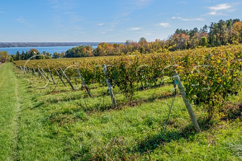 Vineyard of Knapp Winery above Cayuga Lake Romulus New York USA Finger Lakes