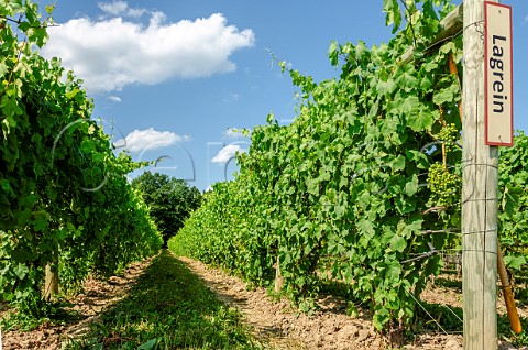 Lagrein vines in vineyard of Red Tail Ridge Winery Penn Yan New York USA
