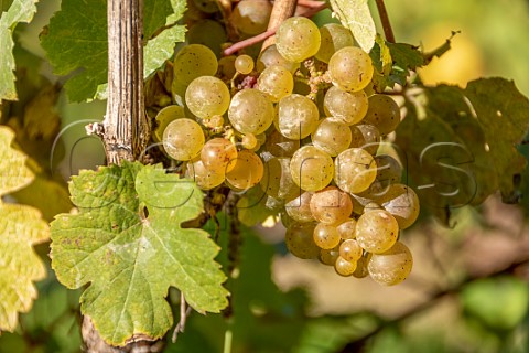 Riesling grapes in vineyard of Thirsty Owl Wine Company Ovid New York USA Finger Lakes