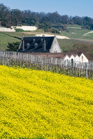 Springtime in vineyards at Chteau la Gaffelire  Stmilion Gironde France Saintmilion  Bordeaux