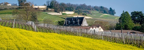 Springtime in vineyards at Chteau la Gaffelire  Stmilion Gironde France Saintmilion  Bordeaux