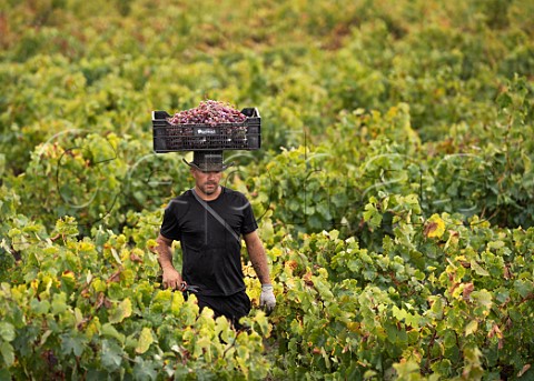 Picker carrying crate of Moscatel Rosada grapes on his head in vineyard of Via Morand Maule Valley Chile