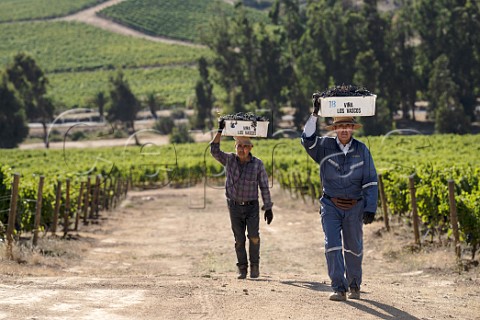 Harvesting Cabernet Franc grapes in vineyard of Via Los Vascos Colchagua Valley Chile