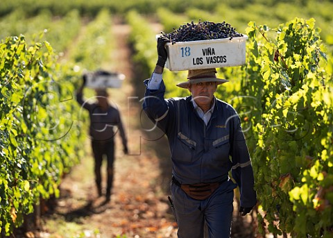 Harvesting Cabernet Franc grapes in vineyard of Via Los Vascos Colchagua Valley Chile