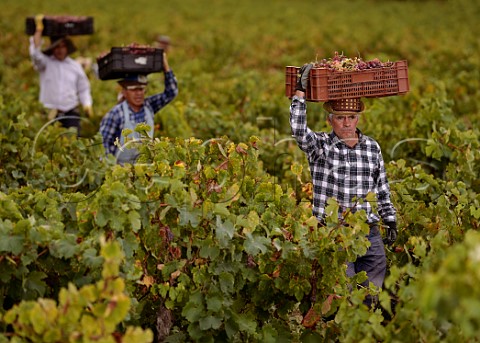 Pickers carrying crates of Moscatel Rosada grapes on their heads in vineyard of Via Morand Maule Valley Chile