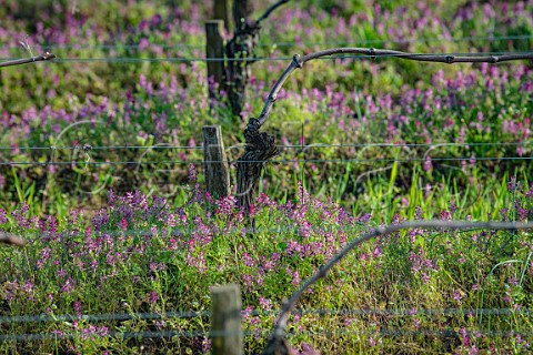 Flowering covercrop in vineyard of Chteau Ausone Saint milion Gironde France Stmilion  Bordeaux