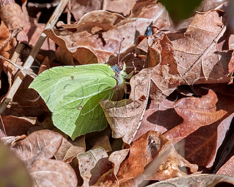 Brimstone butterfly warming up on dead leaves after waking from hibernation on a sunny spring day Hurst Meadows East Molesey Surrey UK