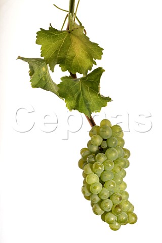 Sauvignon Blanc grapes