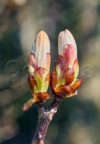 Horse Chestnut buds in spring Hurst Meadows East Molesey Surrey