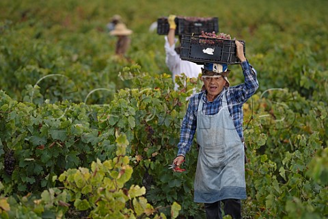 Pickers carrying crates of Moscatel Rosada grapes in vineyard of Via Morand  Maule Valley Chile