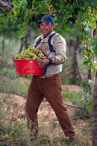 Picker with a crate of Chardonnay grapes in vineyard of Via Wines  Valle de los Artistas Colchagua Chile