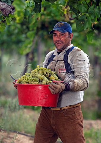Picker with a crate of Chardonnay grapes in vineyard of Via Wines  Valle de los Artistas Colchagua Chile