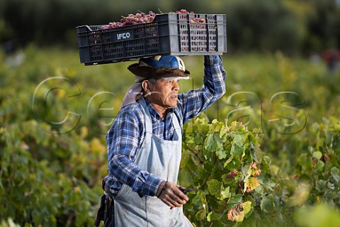 Picker carrying crate of Moscatel Rosada grapes in vineyard of Via Morand  Maule Valley Chile
