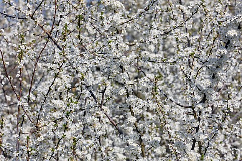 Blackthorn flowering in spring Molesey Heath West Molesey Surrey England