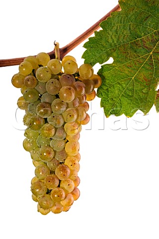 Riesling grapes