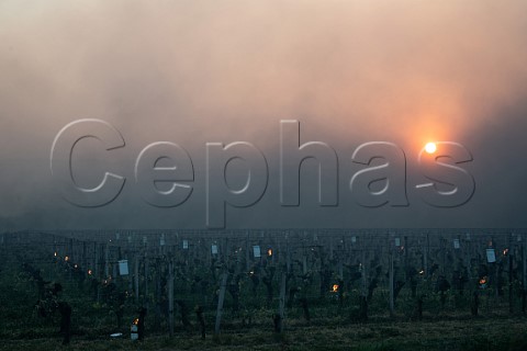 Smoke from candles burning in vineyard at dawn during subzero temperatures of 7 April 2021 Pomerol Gironde France Pomerol  Bordeaux