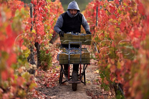 Picker stacking crates of Carmenre grapes onto a cart in vineyard of Clos Apalta Apalta Colchagua Valley Chile