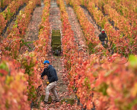 Picking Carmenre grapes in vineyard of Clos Apalta Apalta Colchagua Valley Chile