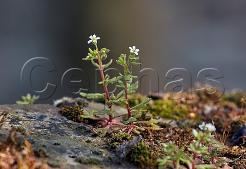 Rueleaved Saxifrage growing on the old wall of St Marys Church East Molesey Surrey UK