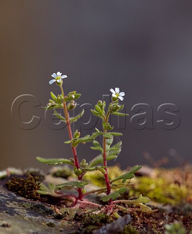 Rueleaved Saxifrage growing on the old wall of St Marys Church East Molesey Surrey UK