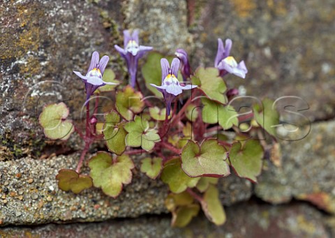 Ivyleaved Toadflax growing on old wall East Molesey Surrey UK