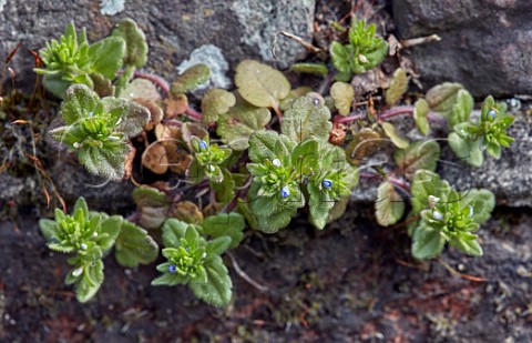 Wall Speedwell growing on the wall of St Marys churchyard East Molesey Surrey UK