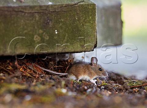 Field Mouse St Marys Churchyard East Molesey Surrey UK